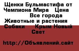 Щенки Бульмастифа от Чемпиона Мира › Цена ­ 1 000 - Все города Животные и растения » Собаки   . Крым,Новый Свет